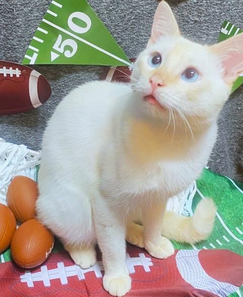 SENSATIONAL SAMUEL - FANTASTIC FLAME POINT!
