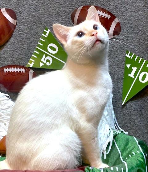 SENSATIONAL SAMUEL - FANTASTIC FLAME POINT!
