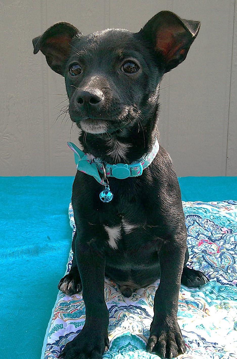 ROCKY, an adopted mixed breed in Olympia, WA image 5/6