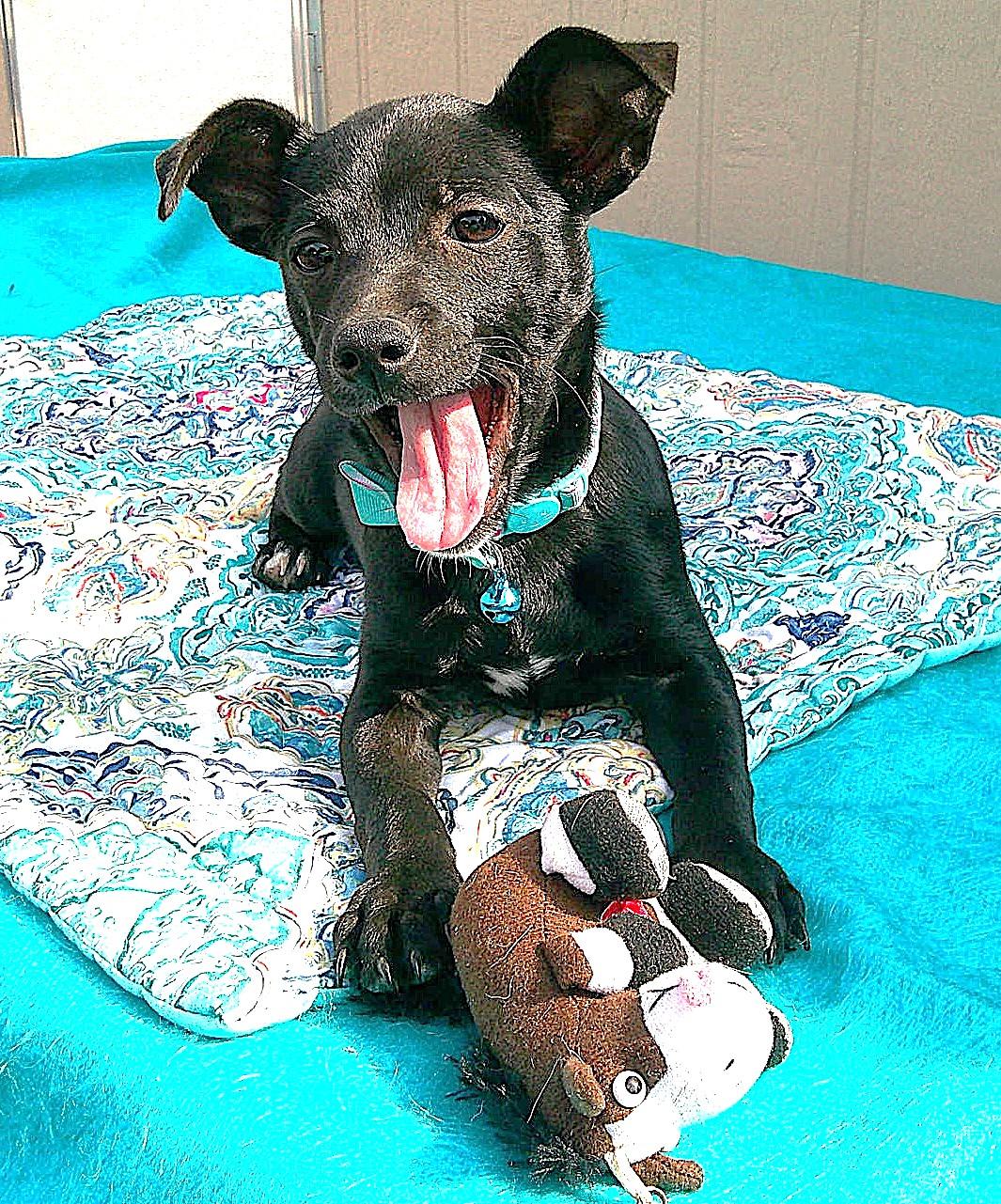 ROCKY, an adopted mixed breed in Olympia, WA image 1/6