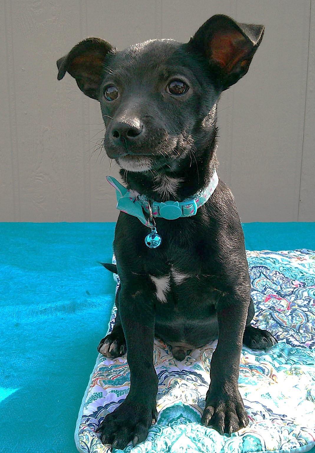 ROCKY, an adopted mixed breed in Olympia, WA image 3/6