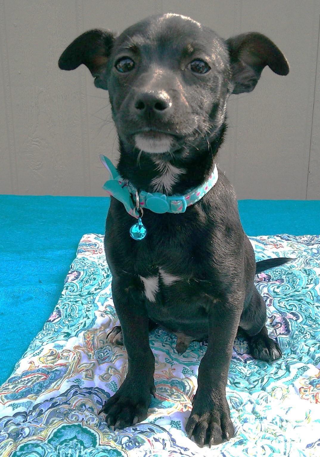 ROCKY, an adopted mixed breed in Olympia, WA image 4/6