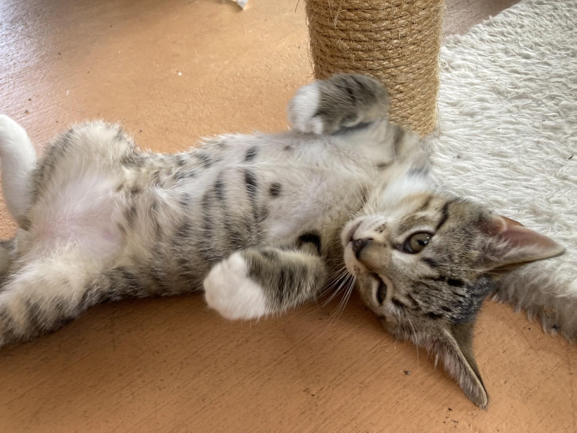 Enlarge Pistachio, a Adoptable Domestic Short Hair in Bonita Springs, FL image 1/1