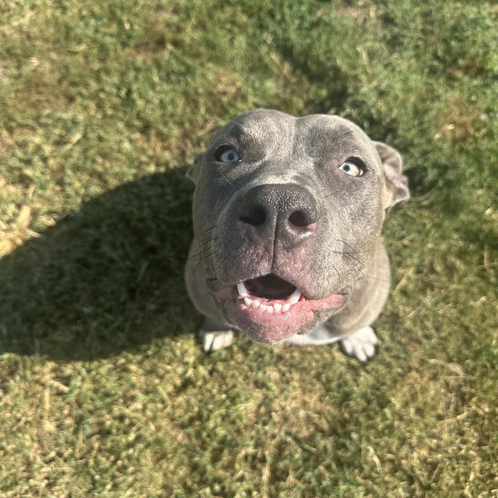 Ember, Adoptable, Adult Female Pit Bull Terrier.