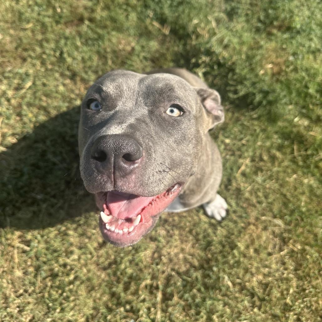 Enlarge Ember, a Adoptable Pit Bull Terrier in Dallas, TX image 2/3