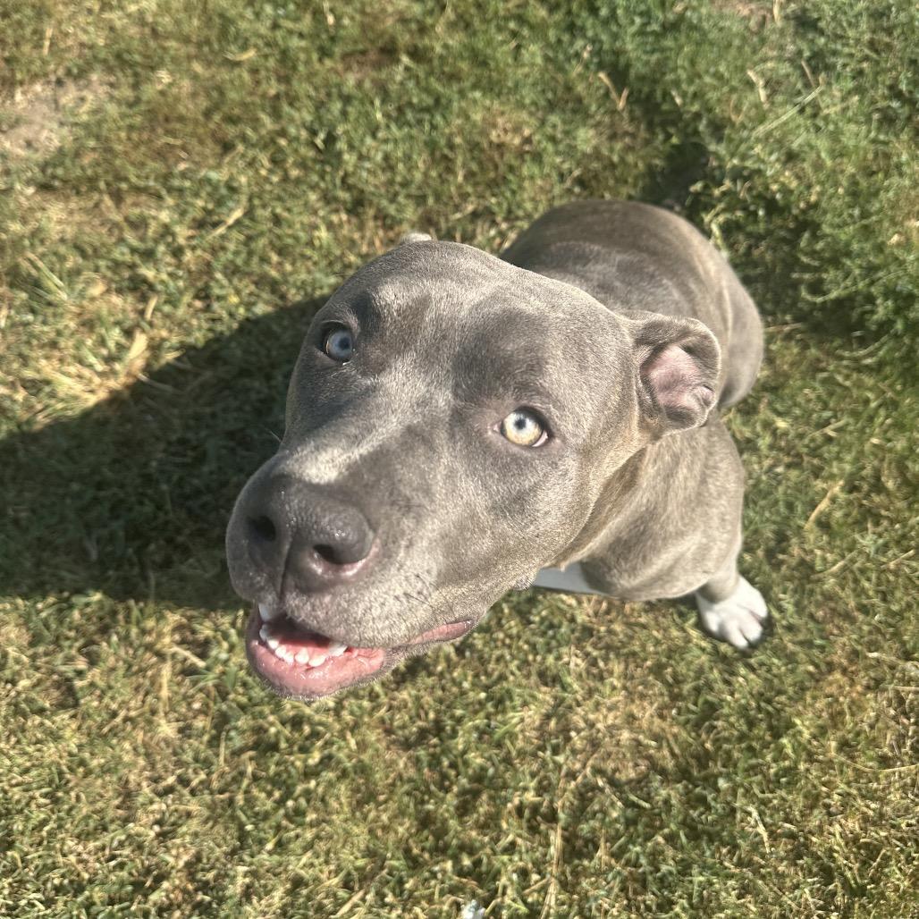 Enlarge Ember, a Adoptable Pit Bull Terrier in Dallas, TX image 3/3