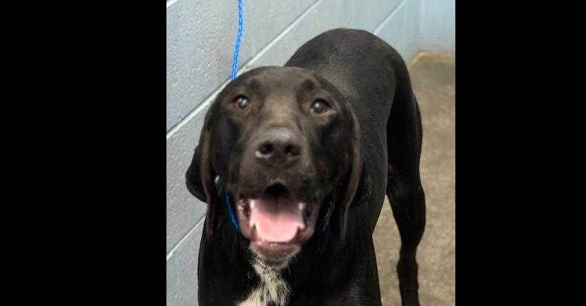 Jay Bird, Adopted, Adult Male Hound & Retriever.