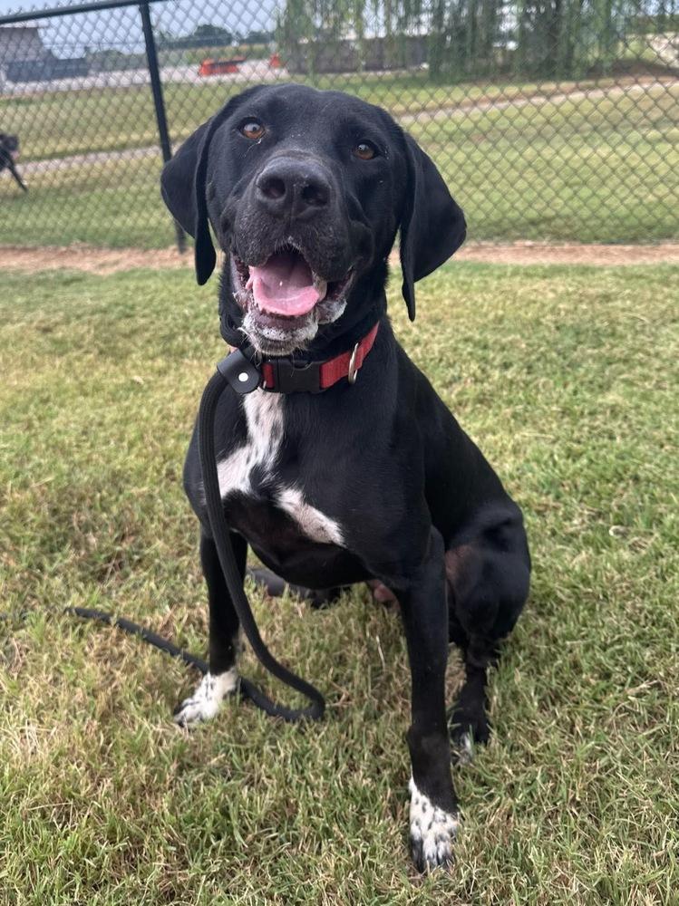 Jay Bird, a Adopted mixed breed in Evansville, IN image 2/5