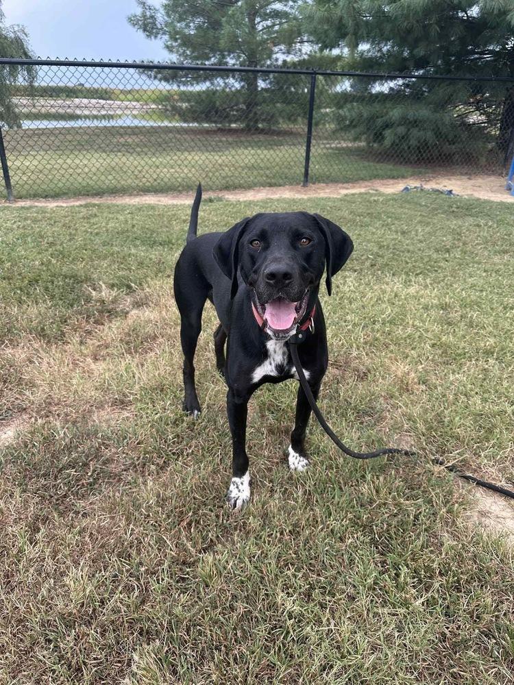 Jay Bird, a Adopted mixed breed in Evansville, IN image 4/5
