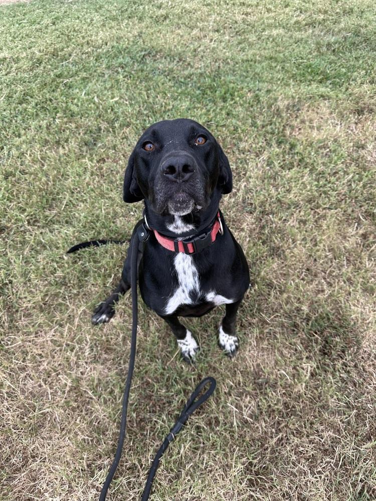 Jay Bird, a Adopted mixed breed in Evansville, IN image 5/5