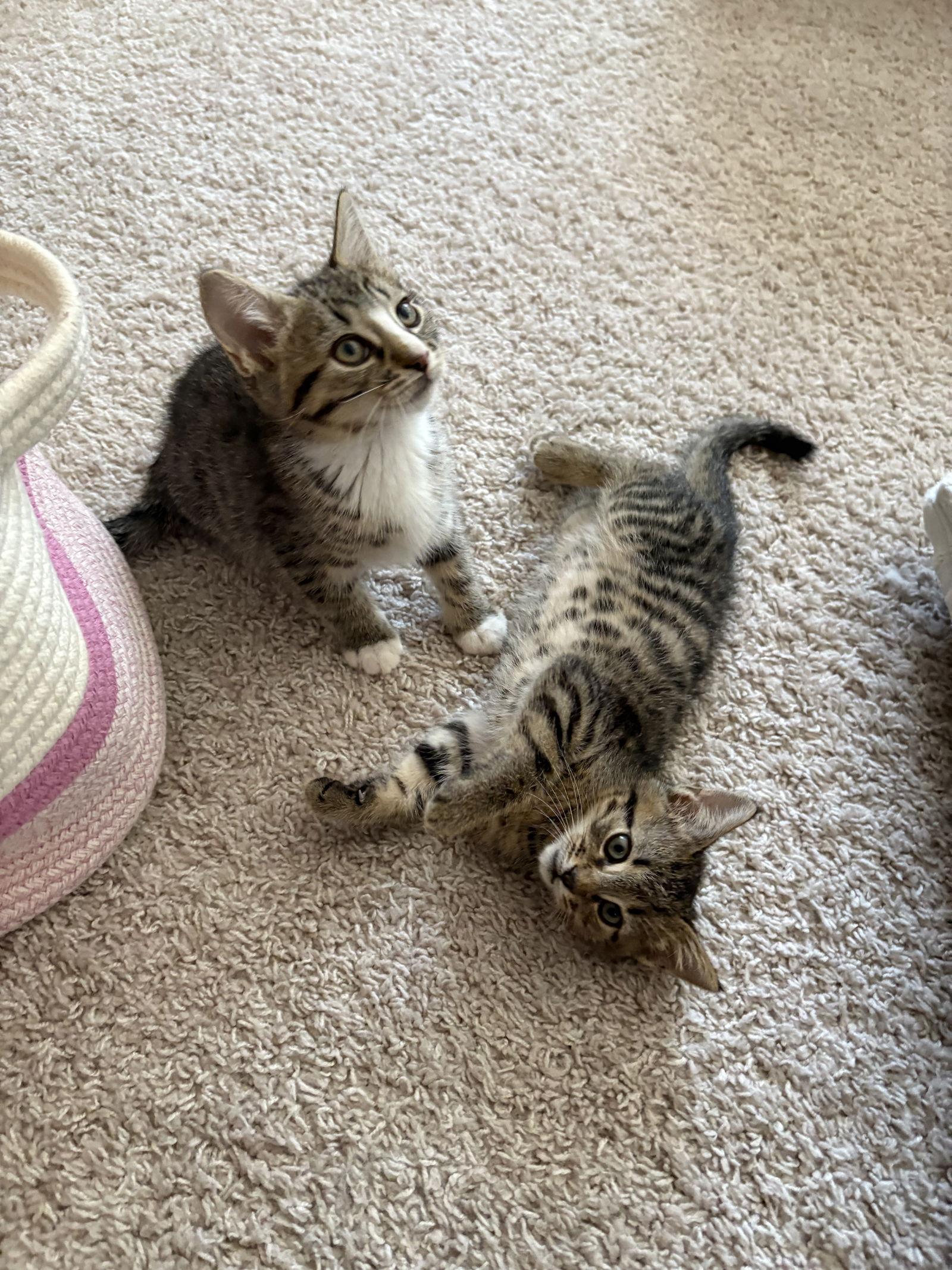 Toast, Adopted, Young Male Domestic Short Hair.