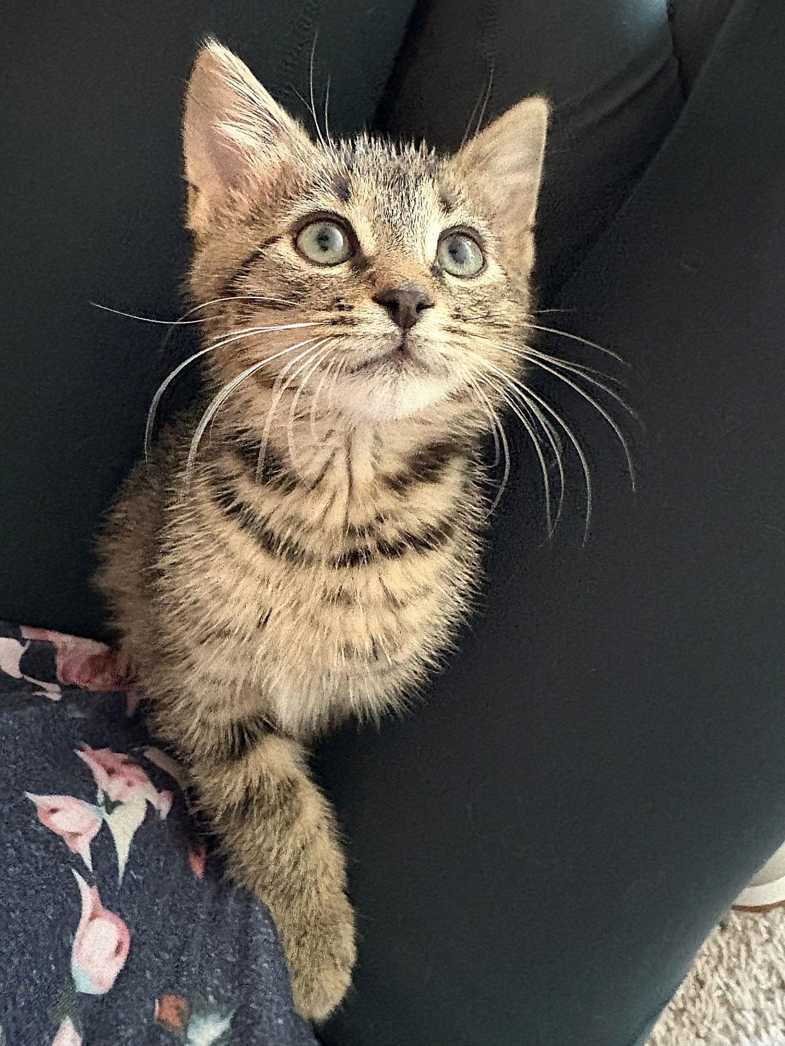 Enlarge Toast, a Adopted Domestic Short Hair in Reston, VA image 2/3