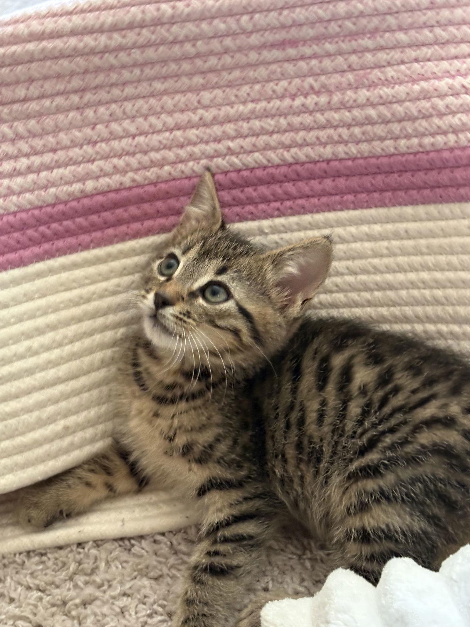 Enlarge Toast, a Adopted Domestic Short Hair in Reston, VA image 3/3