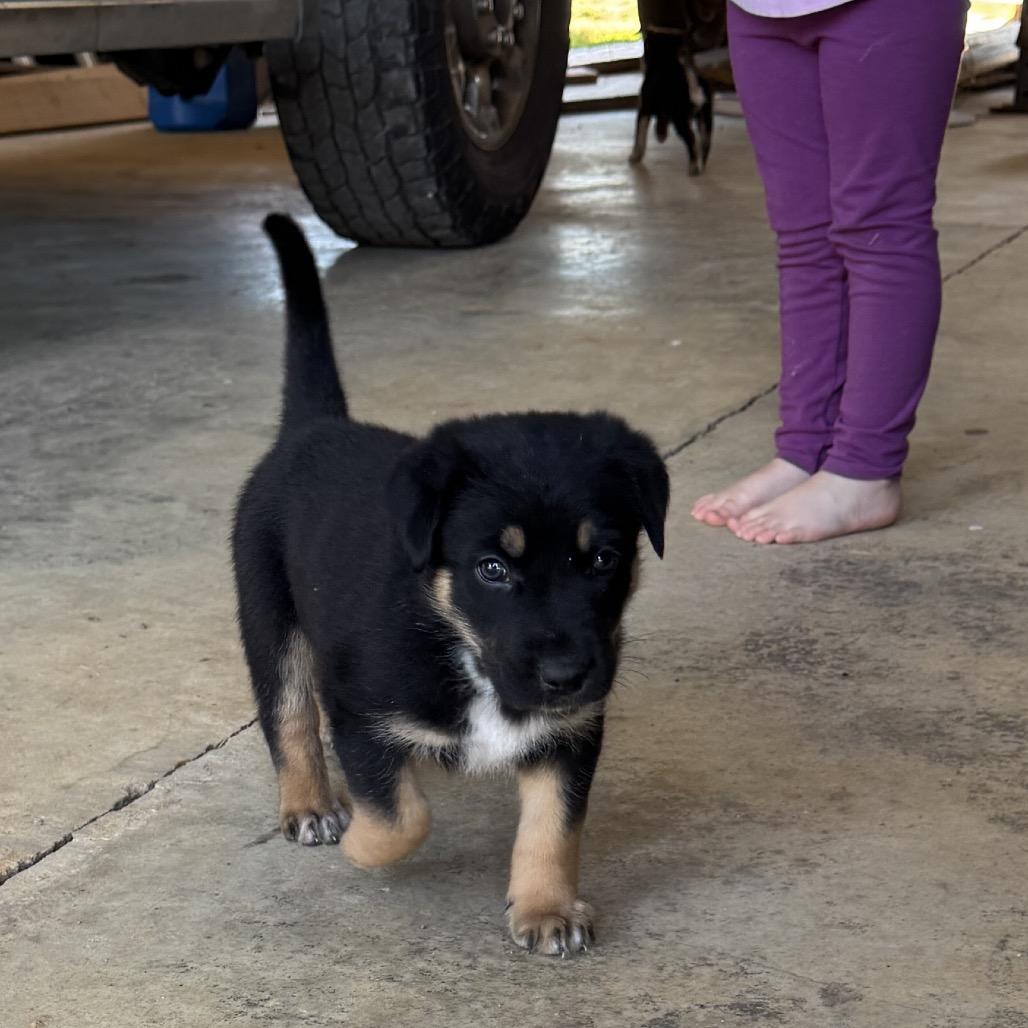 Lt Dan, Adoptable, Puppy Male German Shepherd Dog.