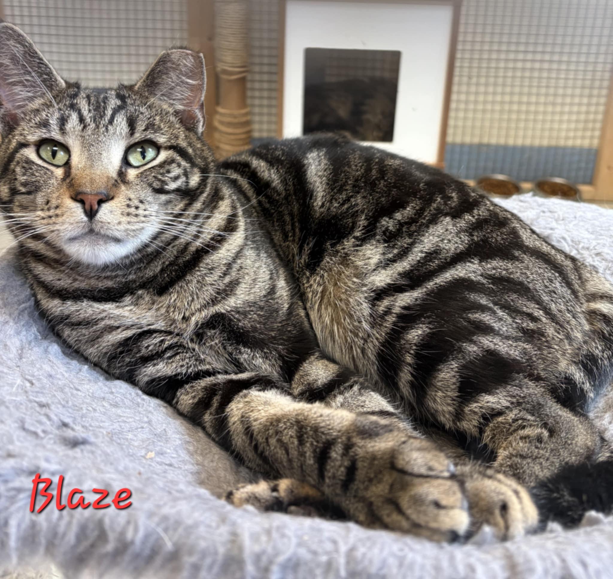 Enlarge Blaze, a Adoptable Domestic Short Hair in Aurora, NE image 1/1
