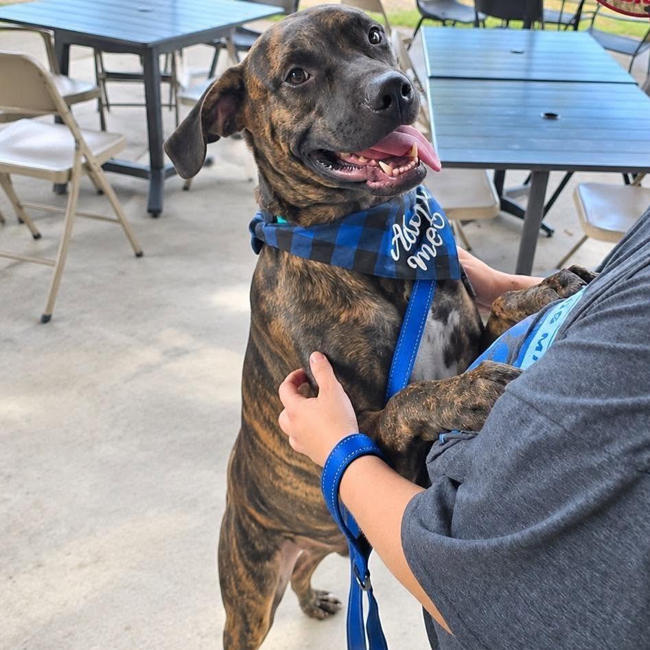 Enlarge Stark AKA Boone, a Adoptable mixed breed in Enterprise, AL image 1/2