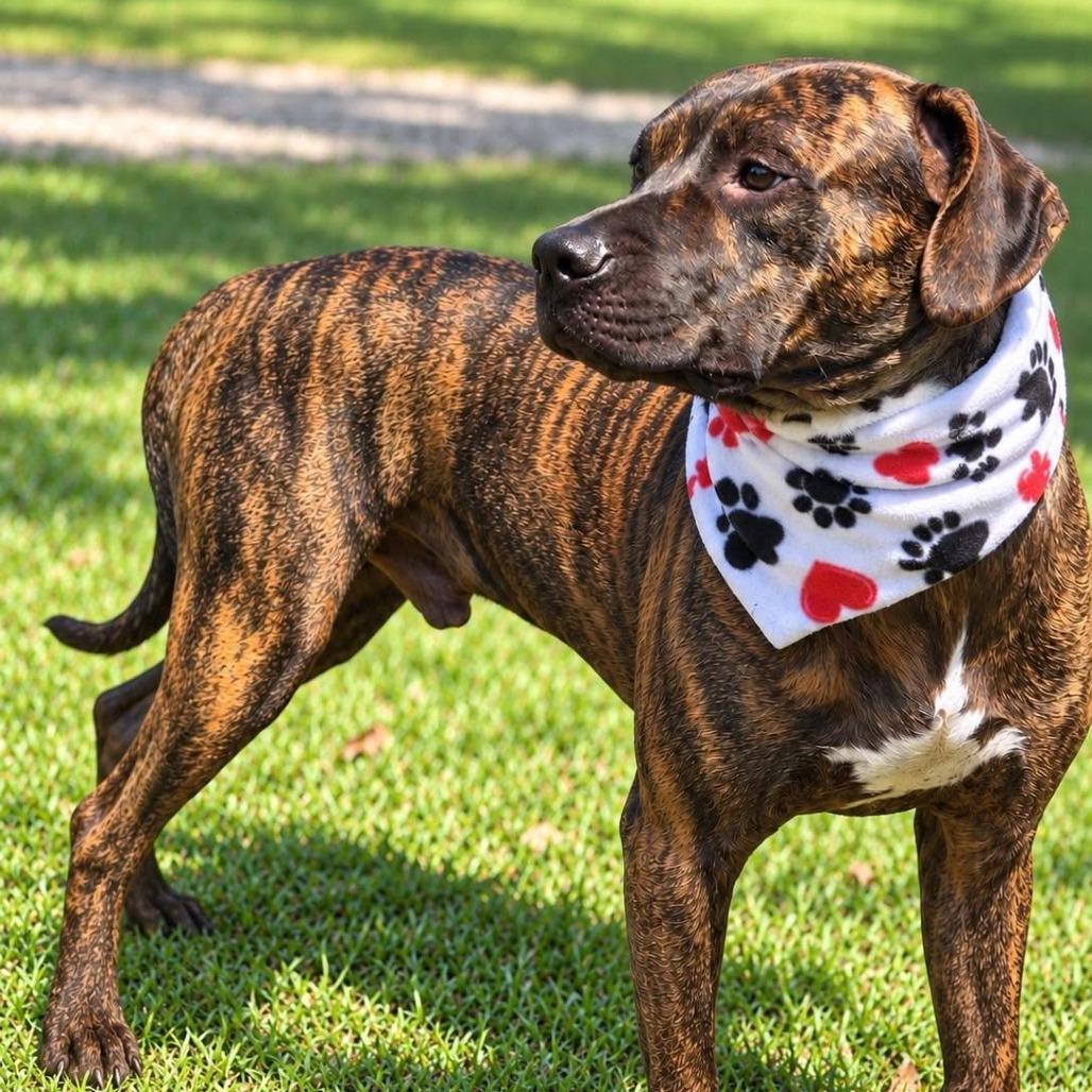 Enlarge Stark AKA Boone, a Adoptable mixed breed in Enterprise, AL image 2/2