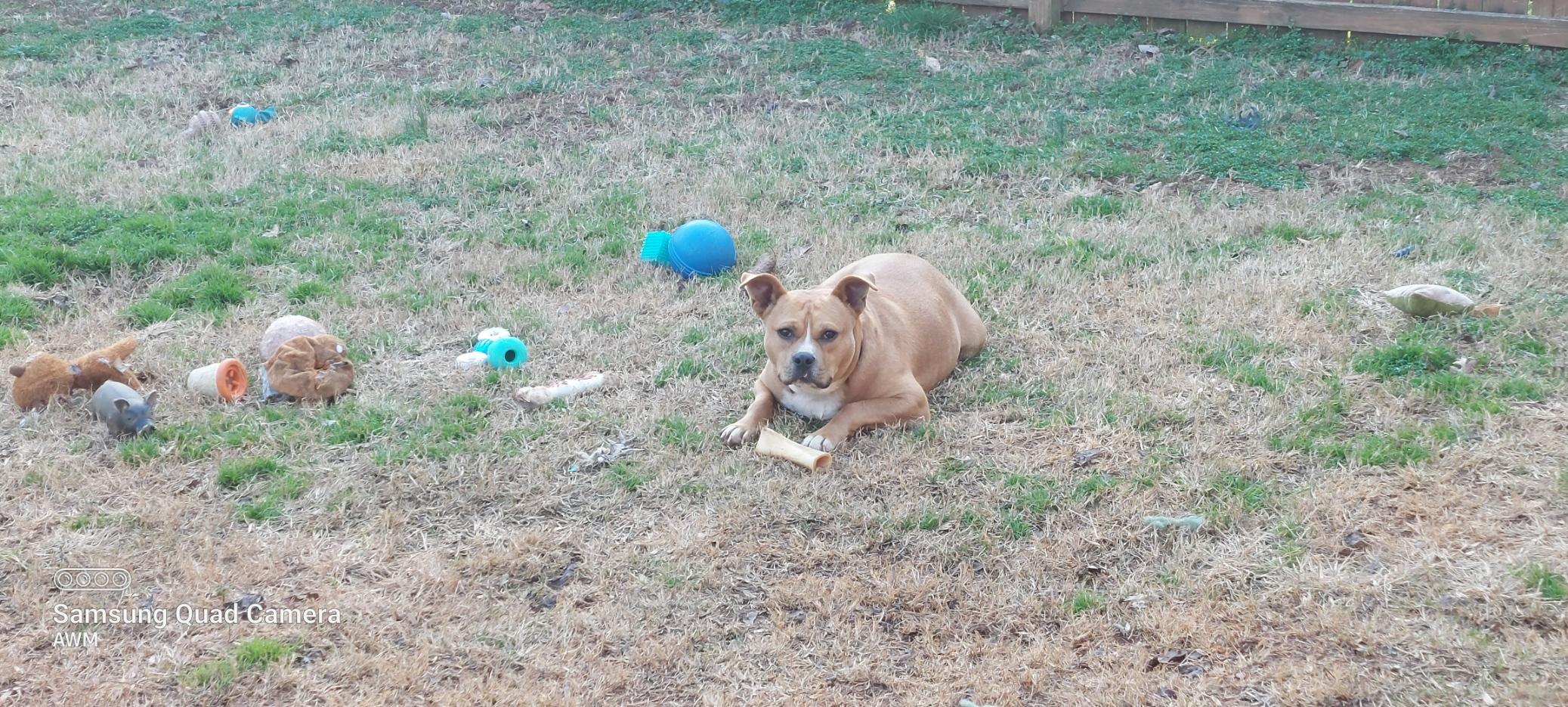 Rodney, Adopted, Adult Male English Bulldog.