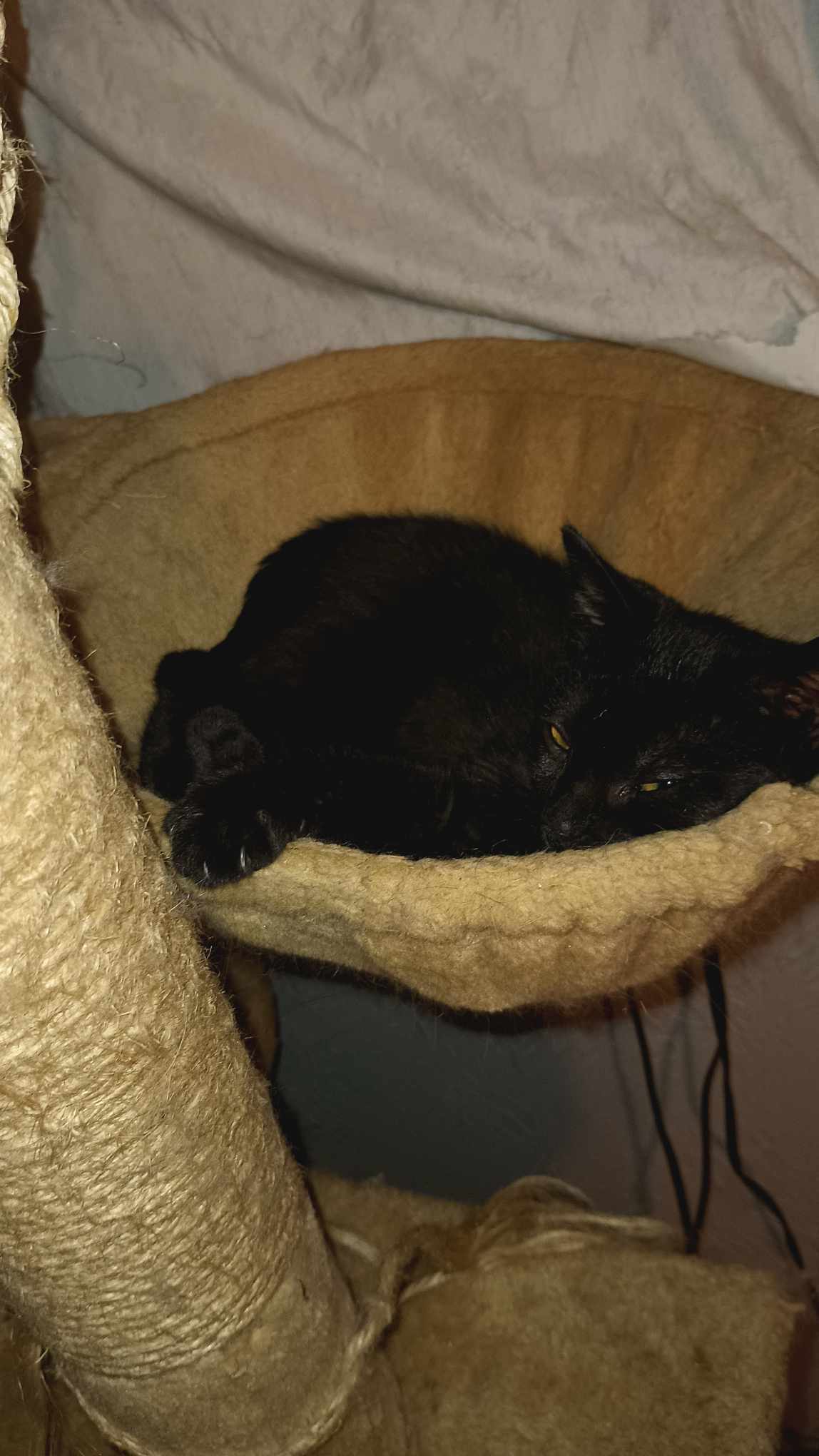 Gremlin, Adoptable, Kitten Male Domestic Medium Hair.