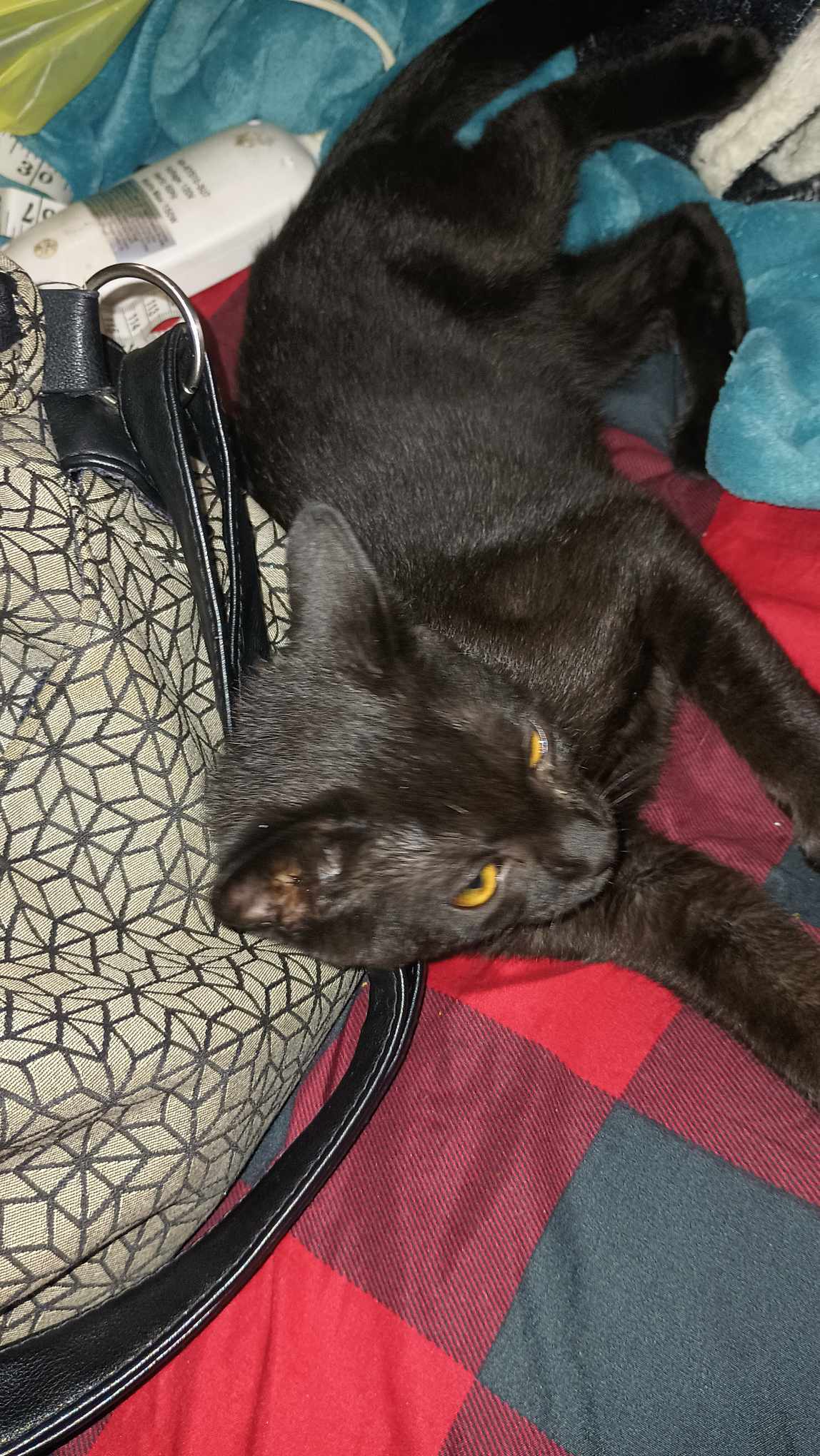 Gremlin, a Adoptable mixed breed in West Mifflin, PA image 2/8