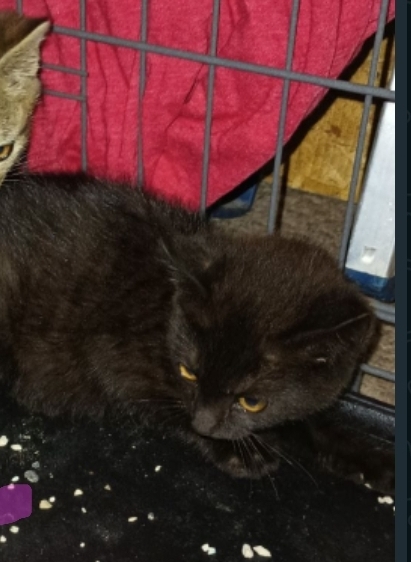 Gremlin, a Adoptable mixed breed in West Mifflin, PA image 3/8