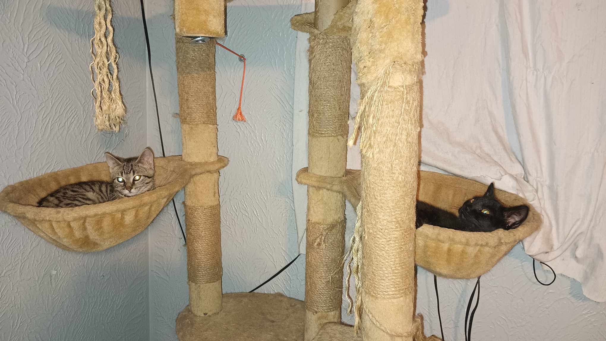 Gremlin, a Adoptable mixed breed in West Mifflin, PA image 4/8