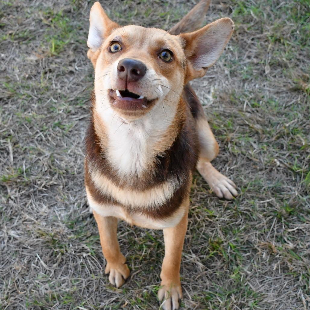 Cheer, Adoptable, Adult Female Shepherd.