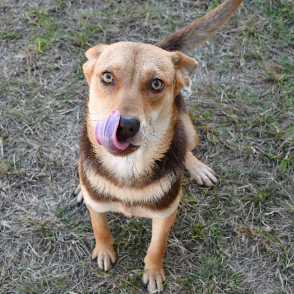 Enlarge Cheer, a Adoptable Shepherd in Beaumont, TX image 2/4