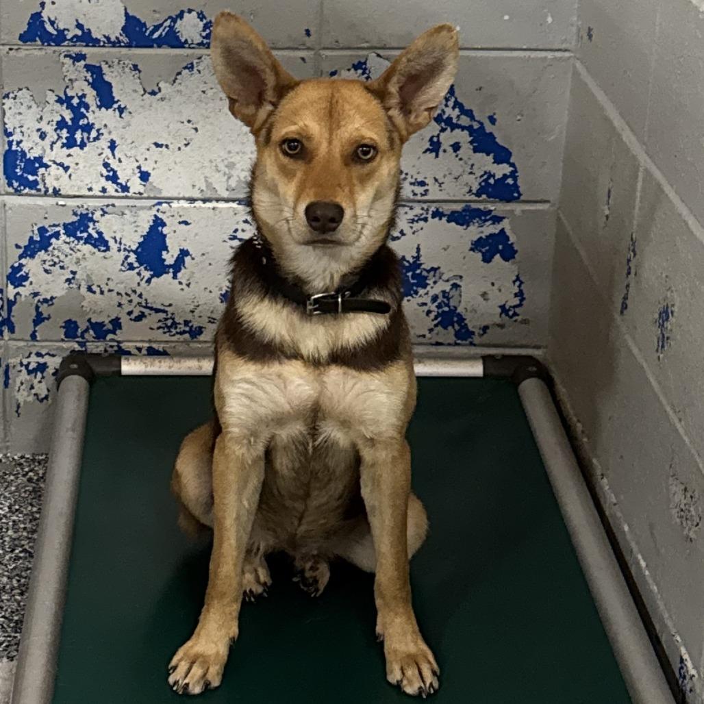Enlarge Cheer, a Adoptable Shepherd in Beaumont, TX image 3/4