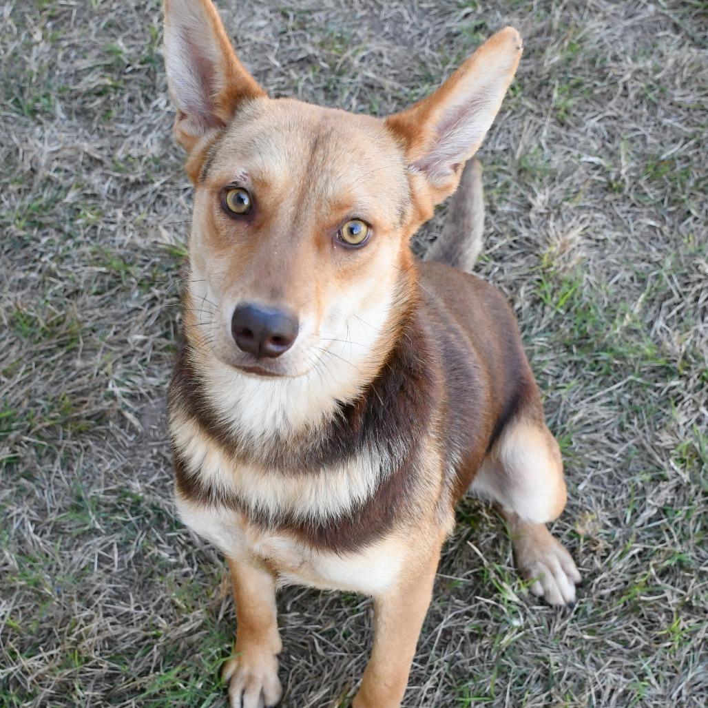Enlarge Cheer, a Adoptable Shepherd in Beaumont, TX image 4/4