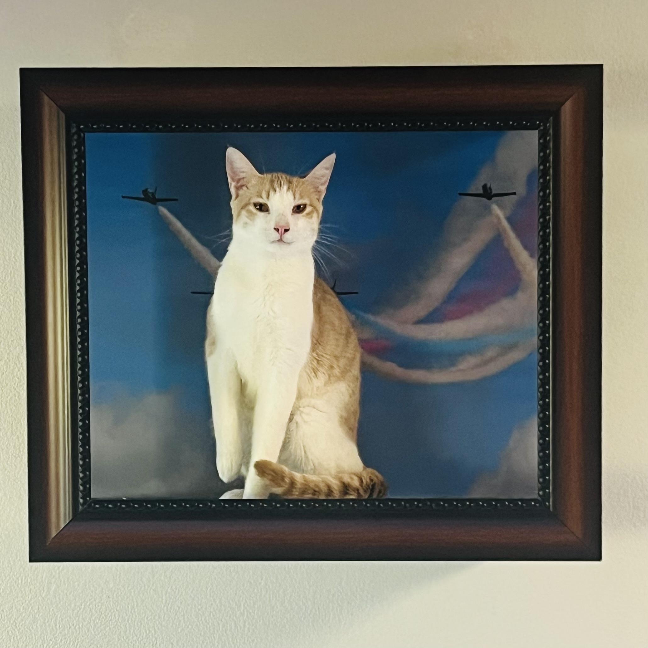 Enlarge Oscar, a ADOPTABLE mixed breed in Santa Clarita, CA image 1/5