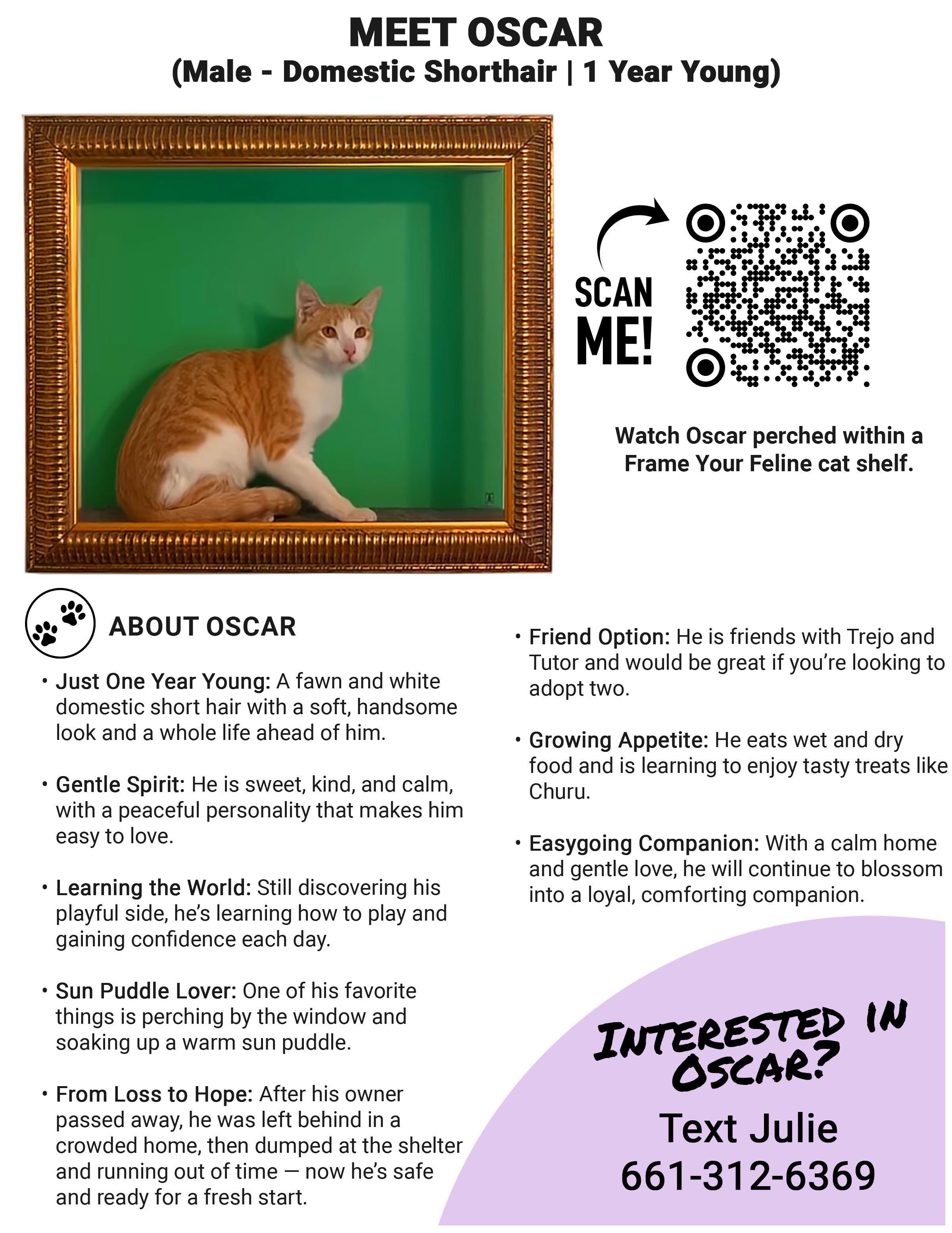 Enlarge Oscar, a ADOPTABLE mixed breed in Santa Clarita, CA image 2/3