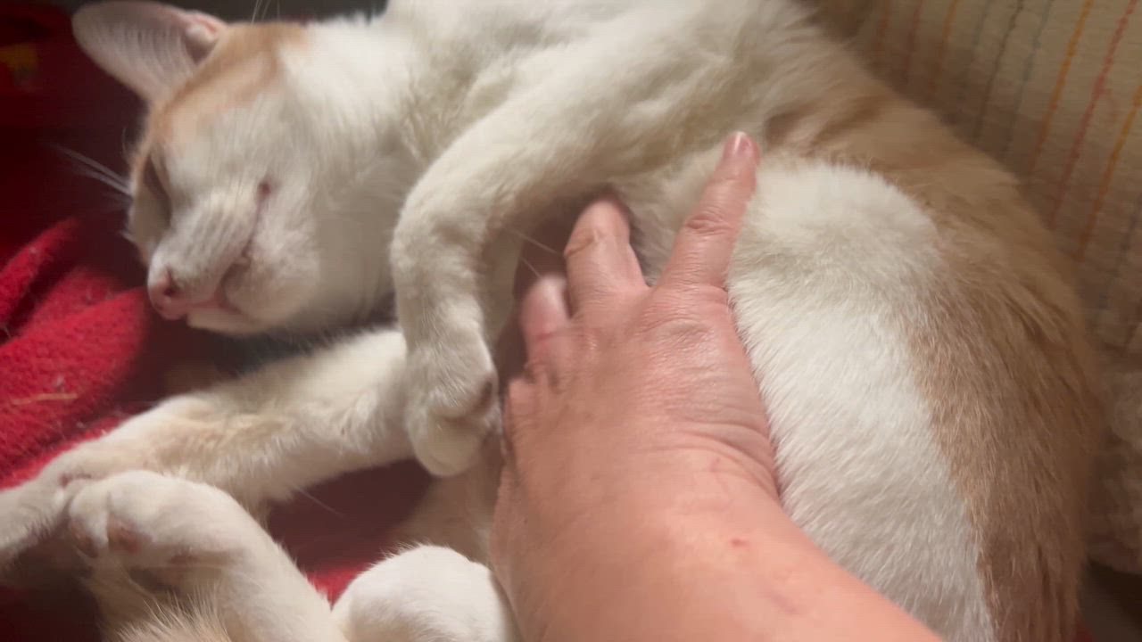 Enlarge Oscar, a ADOPTABLE mixed breed in Santa Clarita, CA video 3/3