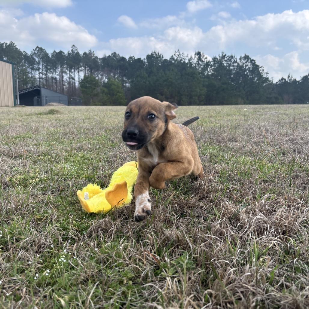 CT Saffron, Adoptable, Puppy Female Mixed Breed & Mixed Breed.