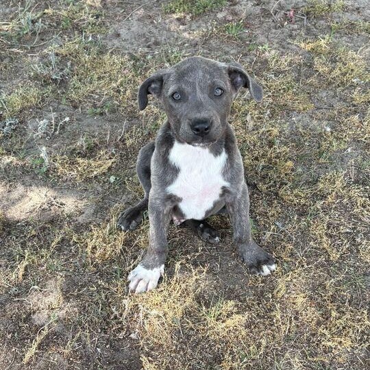 Enlarge Denver, an adopted mixed breed in Valdosta, GA image 2/4