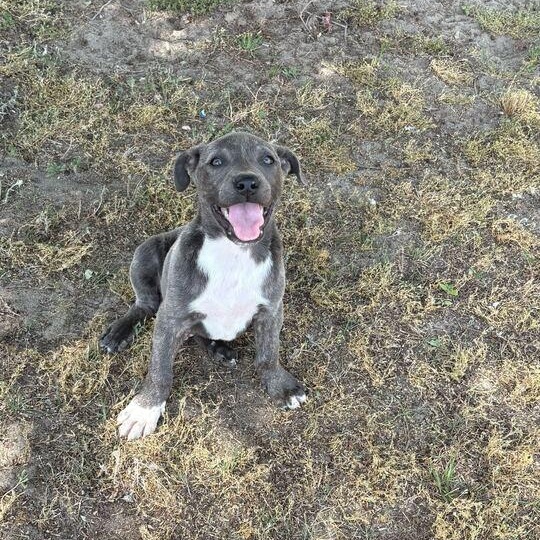 Enlarge Denver, an adopted mixed breed in Valdosta, GA image 3/4