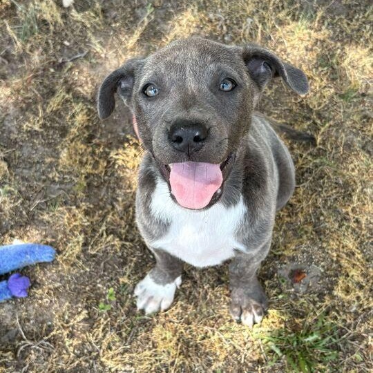 Denver, adopted, Puppy Male Pit Bull Terrier.