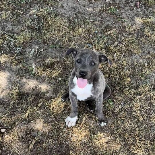 Enlarge Denver, an adopted mixed breed in Valdosta, GA image 4/4