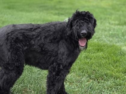 Chewbacca, Adoptable, Young Male Standard Poodle & Mixed Breed.