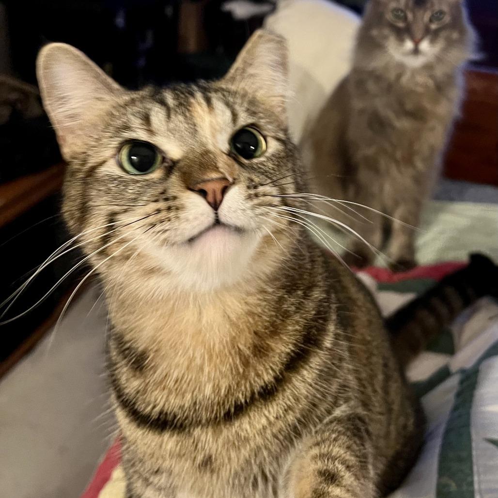 Ringo, Adoptable, Young Female Domestic Short Hair.