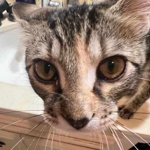 Enlarge Ringo, a Adoptable Domestic Short Hair in Tulsa, OK image 2/4