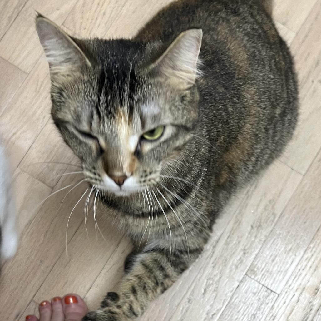 Enlarge Ringo, a Adoptable Domestic Short Hair in Tulsa, OK image 3/4