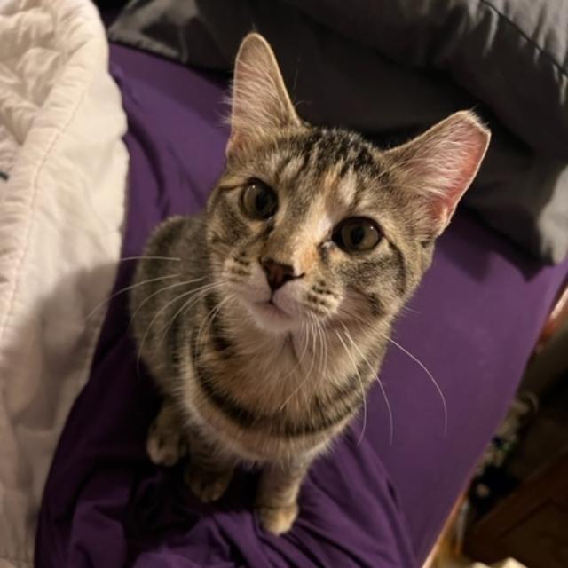 Enlarge Ringo, a Adoptable Domestic Short Hair in Tulsa, OK image 4/4