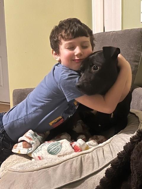 Jasper, Adoptable, Adult Male Labrador Retriever.