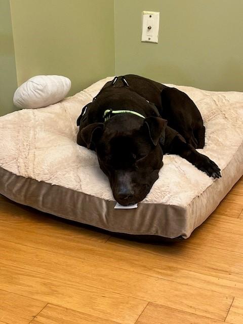 Jasper, a Adoptable mixed breed in Stone Mountain, GA image 2/4