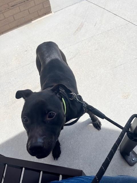 Jasper, a Adoptable mixed breed in Stone Mountain, GA image 3/4