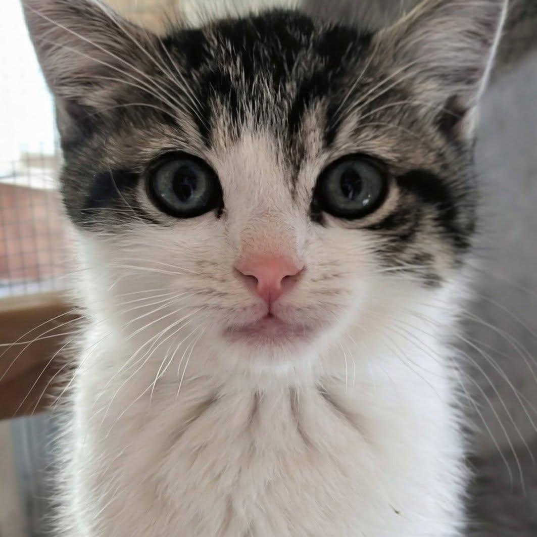 Enlarge Rowan, a Adoptable mixed breed in Libby, MT image 1/5