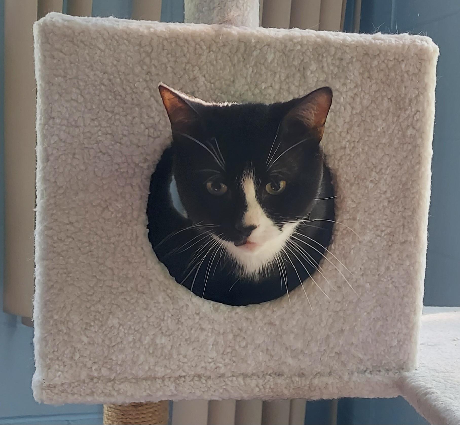 36, 37, ADOPTABLE, Adult Male Domestic Short Hair.
