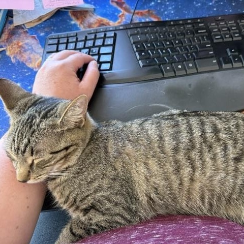 Meredith, Adopted, Young Female Domestic Short Hair.