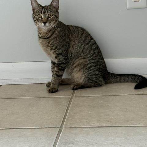 Enlarge Meredith, a Adopted mixed breed in Peoria, IL image 2/2
